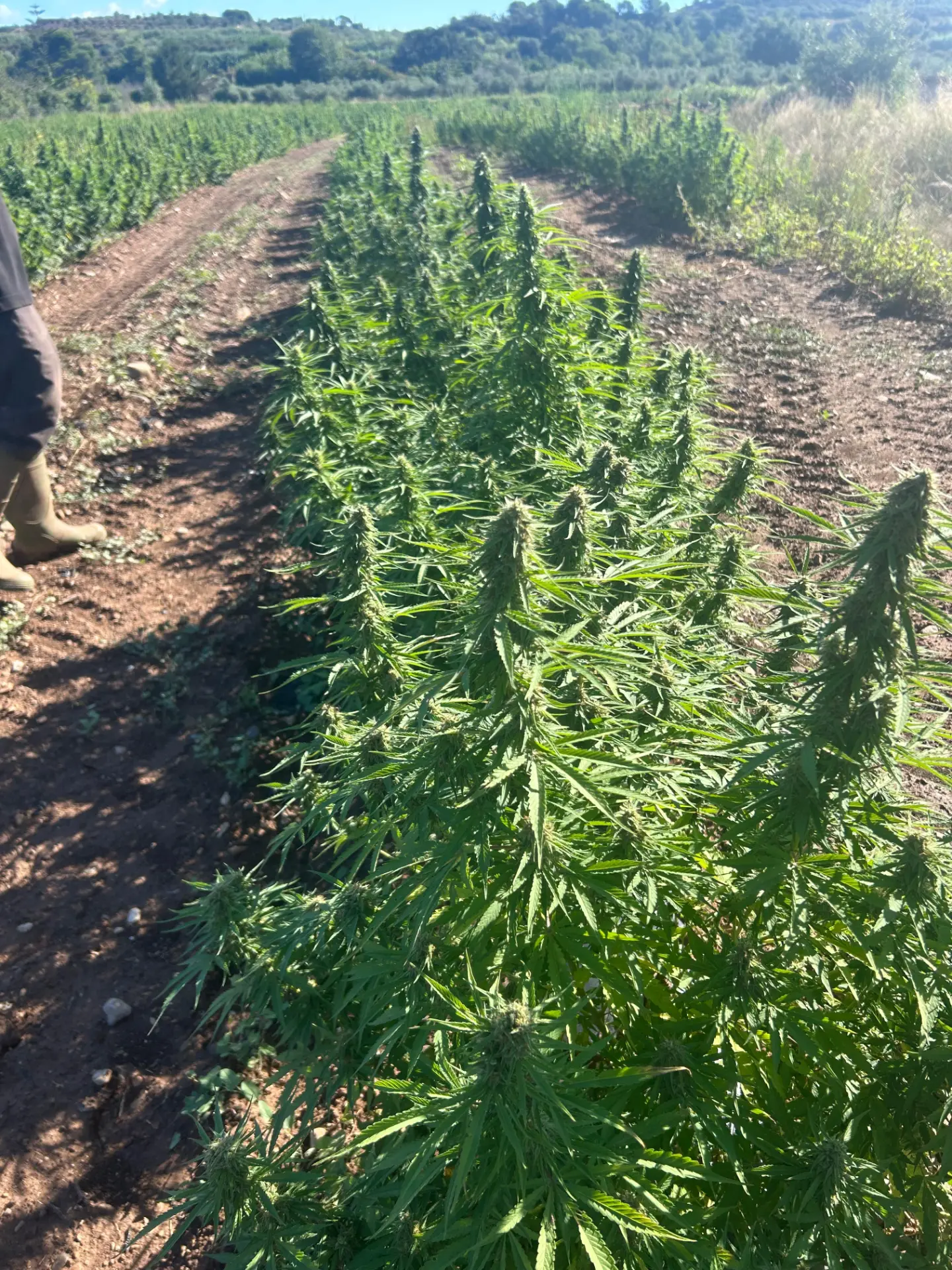 Campo de cáñamo al terminar la cosecha